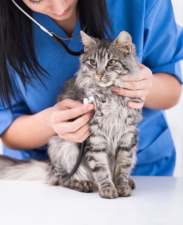 Cat being checked over by a veterinarian