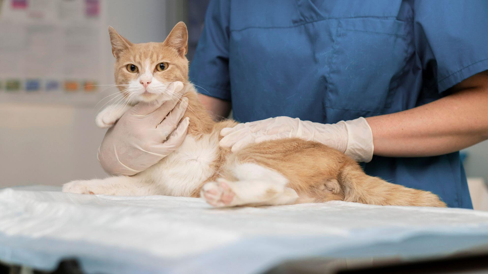 Cat being examined by vet staff on an exam table