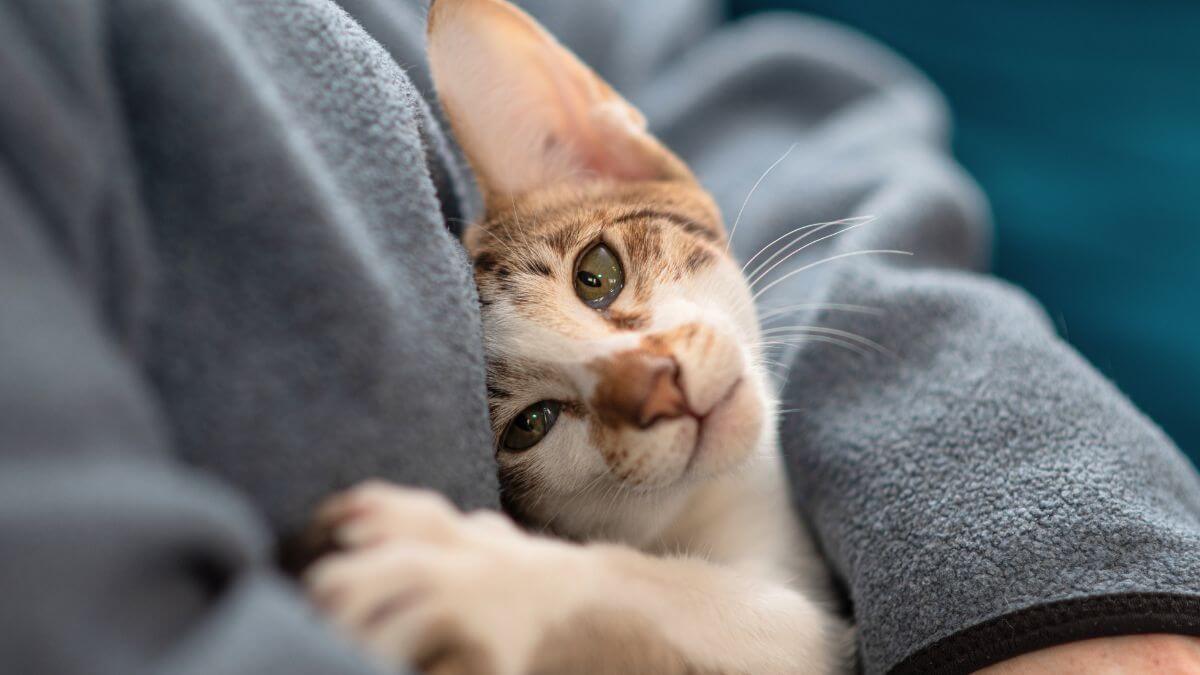Cat cuddling against a person