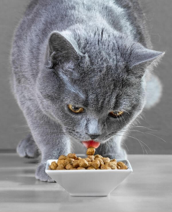 Cat eating from a food bowl