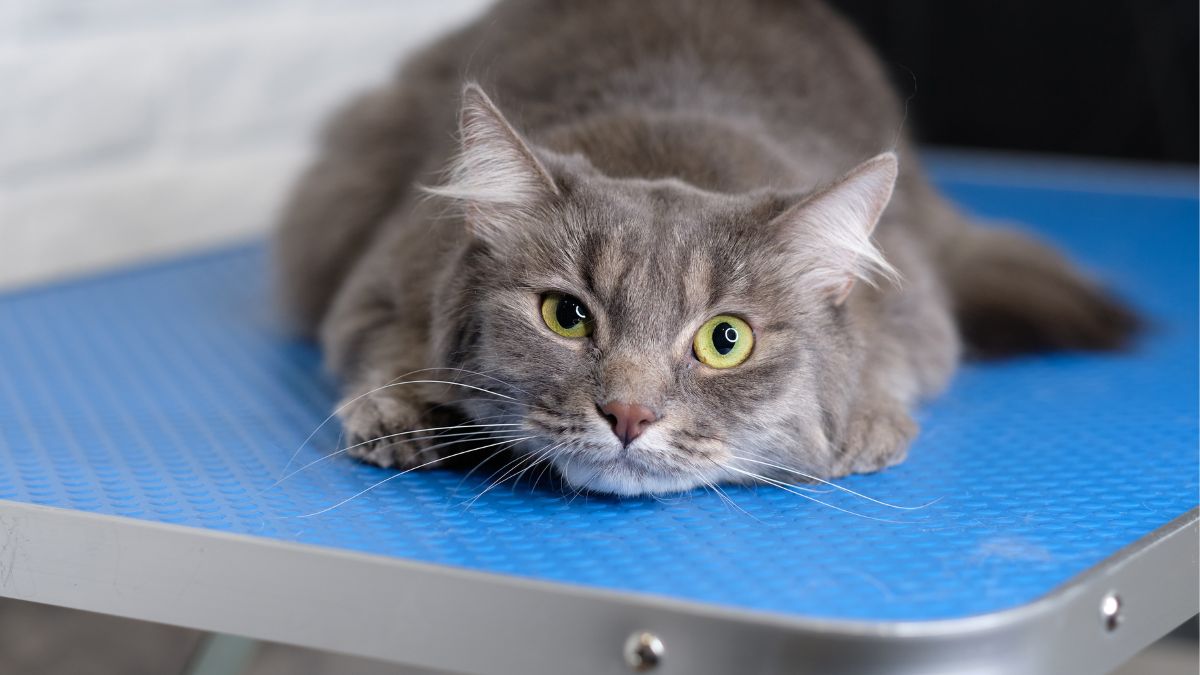 Cat laying on a veterinary exam table