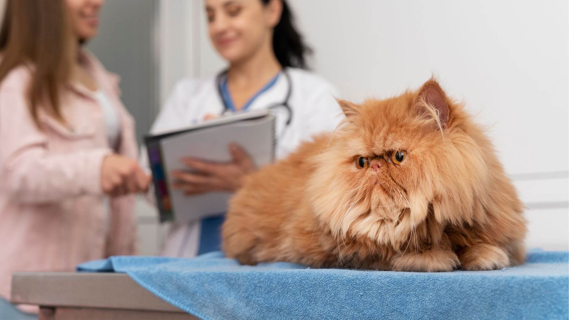 Cat sitting on an exam table with the vet and owner looking at a chart in the background