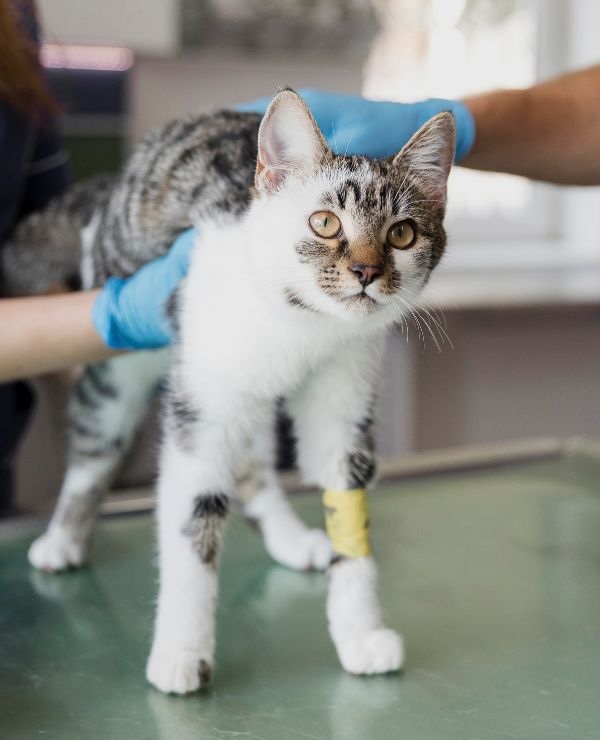 Cat with a bandaged leg being worked with by veterinary staff