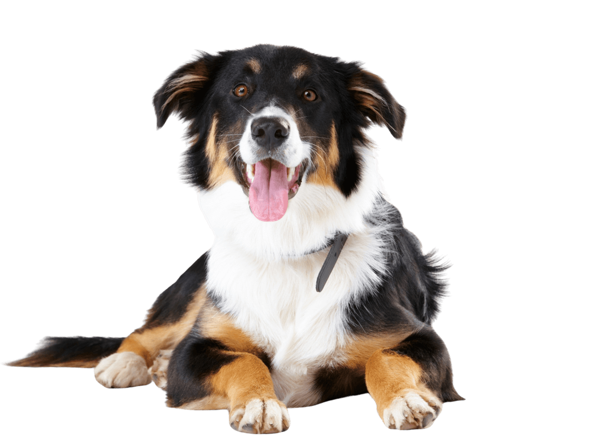 Dog laying down happily