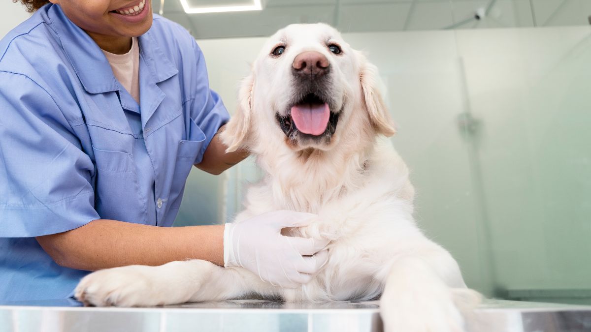 Dog laying on an exam table with a veterinarian