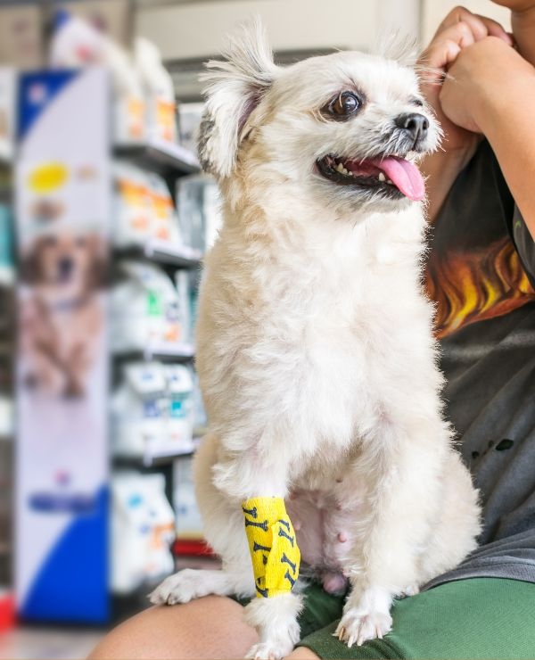 Dog sitting in a person's lap with a bandaged paw