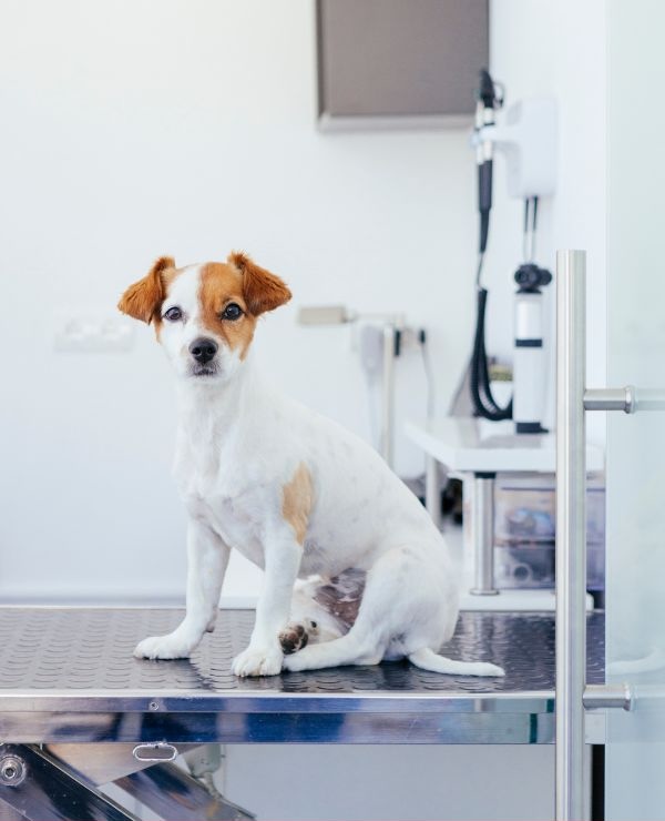 Dog waiting on a veterinary exam table