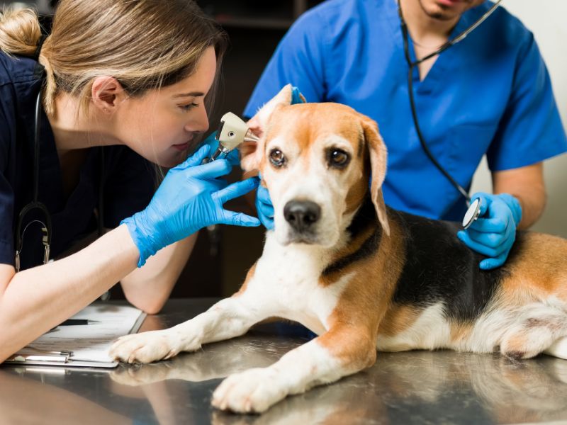 Female Veterinarian looking in a dog's ears
