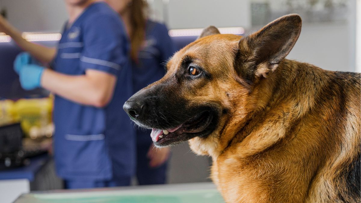 German Shepherd sitting on an exam table with veterinary staff in the background