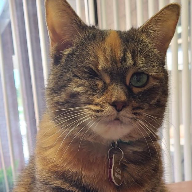 Kenzi- Hospital Cat