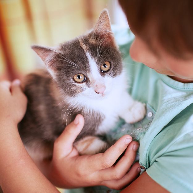 Kitten being held by a young child