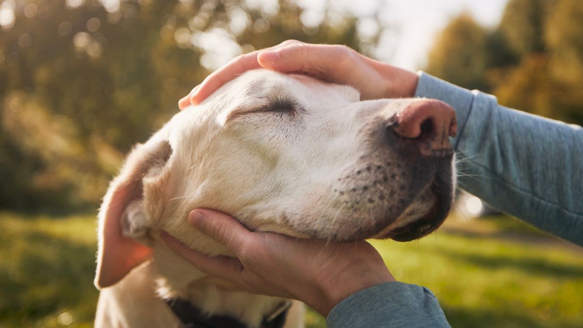 Older dog being pet by a person