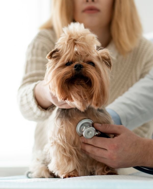Owner holding a small dog while a veterinarian checks its heartbeat