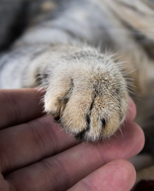Person holding a cat's paw