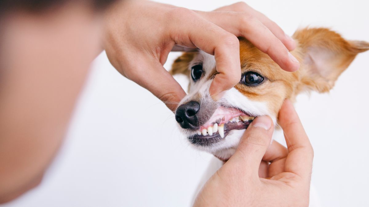 Person looking at a dog's gums and teeth