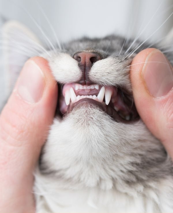 Person showing a cat's teeth