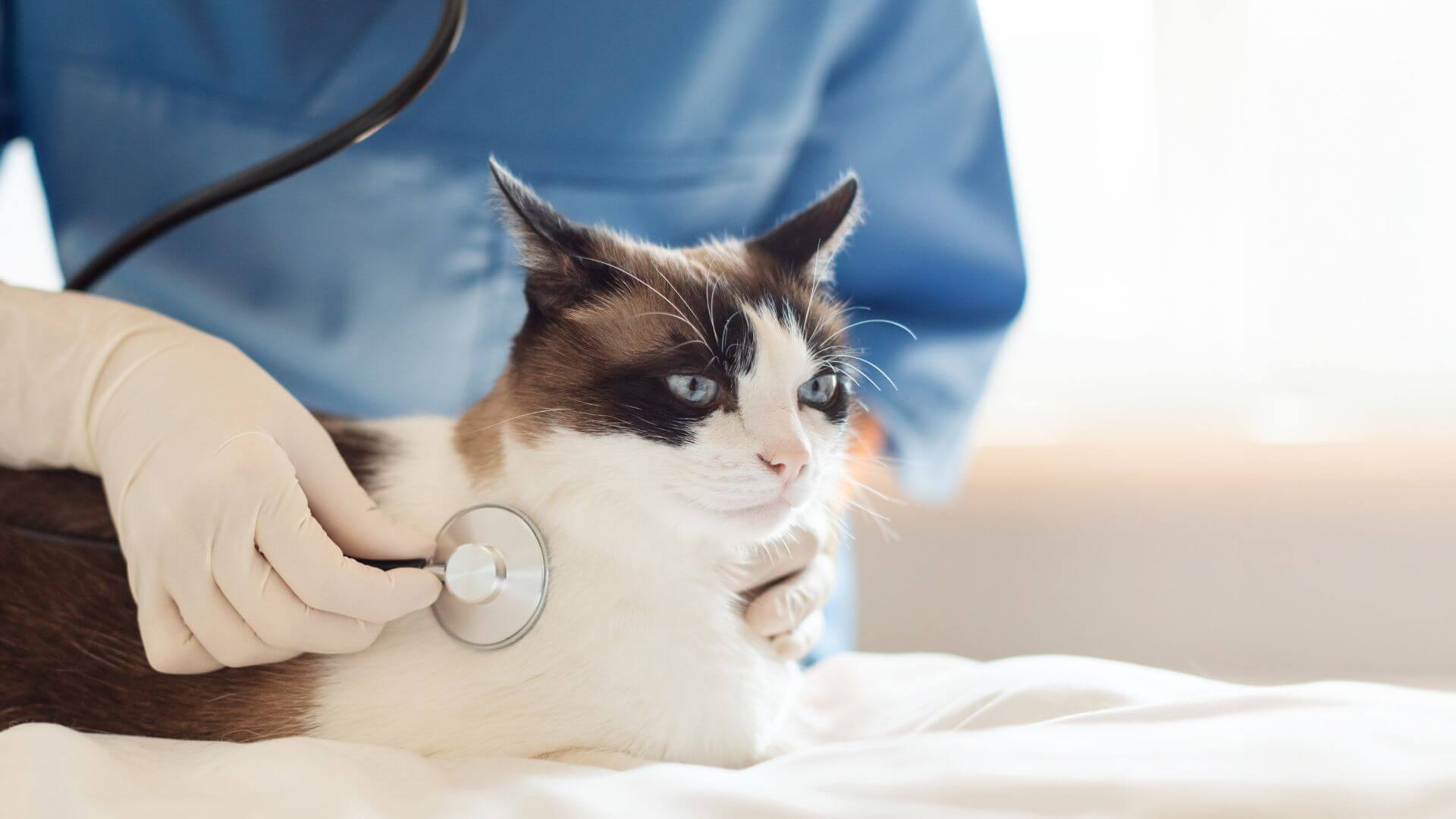 Vet checking a cat with a stethoscope