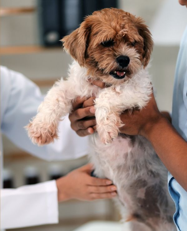 Vet feeling a puppy's stomach