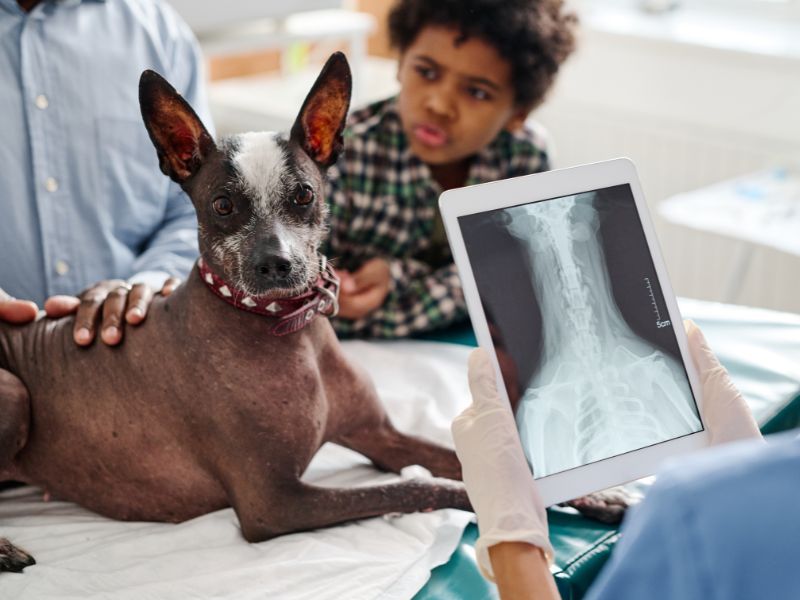 Vet looking at an xray with a family and a dog on the exam table
