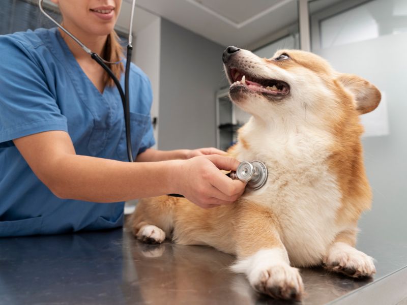 Veterinary staff checking a corgi's heartbeat