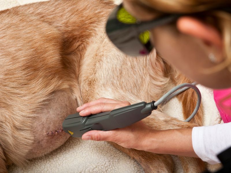 dog getting laser therapy performed on an incision