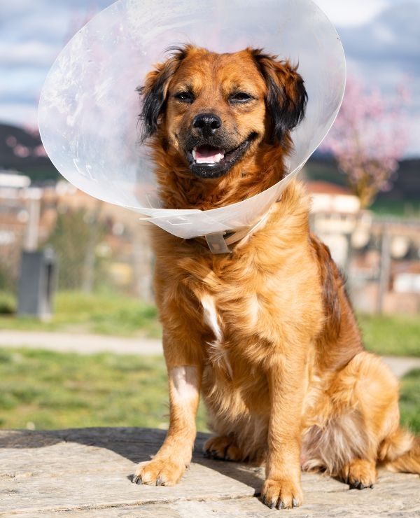 dog in a cone after surgery