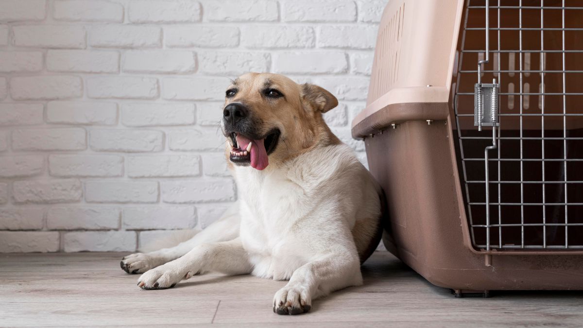 dog laying next to a kennel