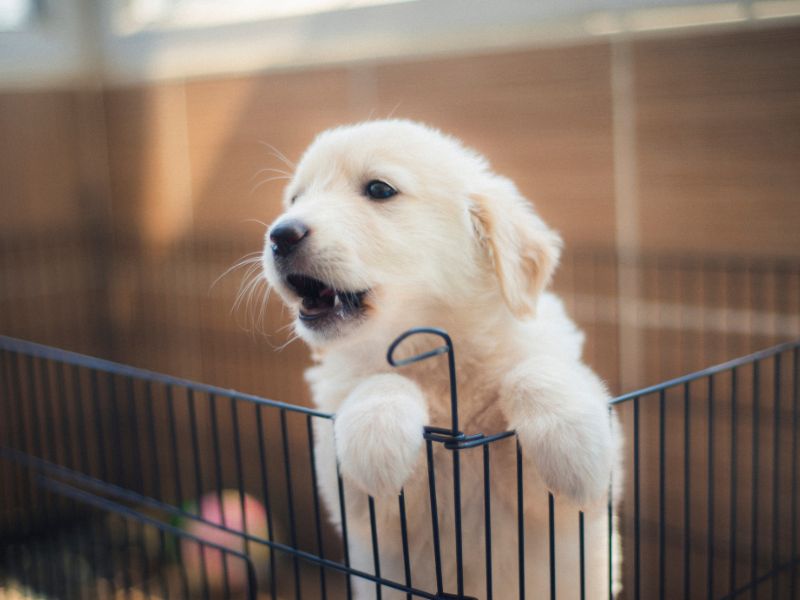 puppy in a playpen