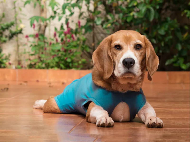 Beagle does laying down and wearing a post surgery shirt