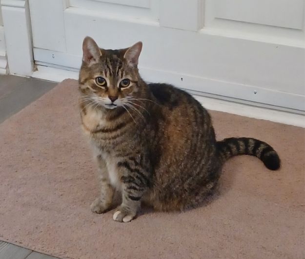 Tabby Cat sitting on a rug
