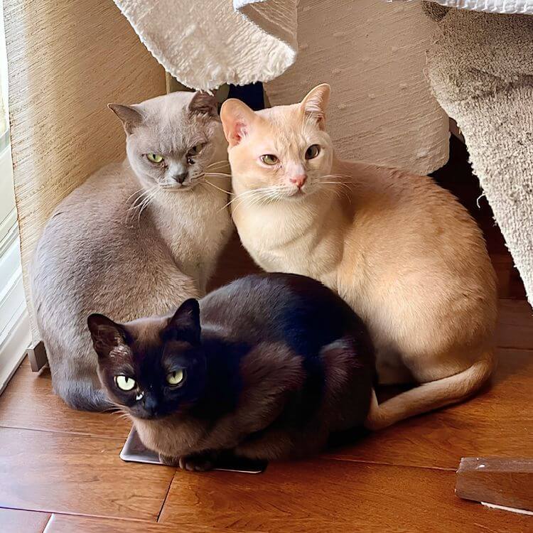 Three Cats sitting together